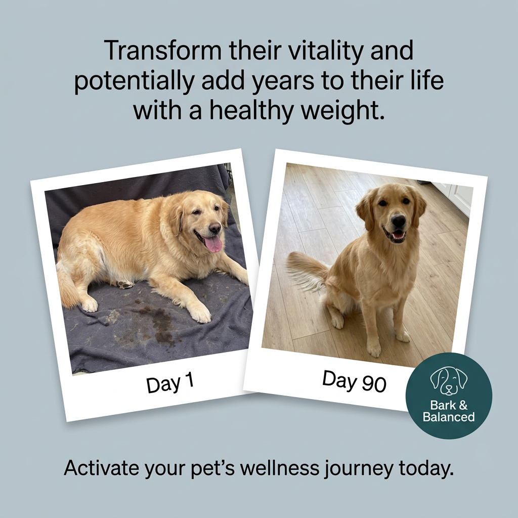 Polaroids of a heavy golden retriever on a stained blanket (Day 1) and the same dog leaner on a wood floor (Day 90)