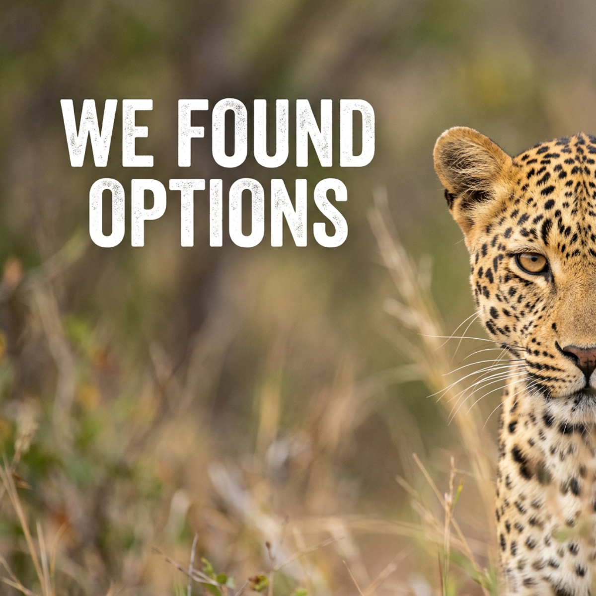 Half of a leopard face peeking from blurred savanna grass beside the white text We Found Options