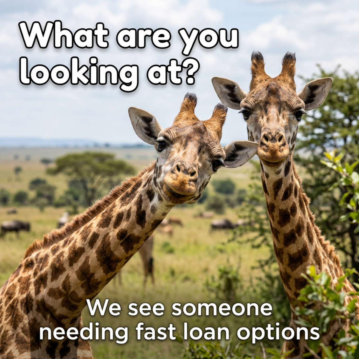 Two giraffes staring into the camera on the savanna with meme text What are you looking at?