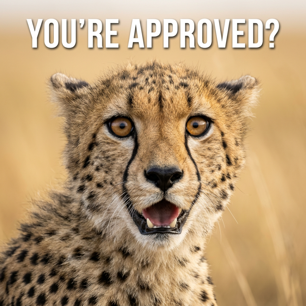 Close-up of a surprised cheetah with wide eyes and open mouth under the headline You're approved?