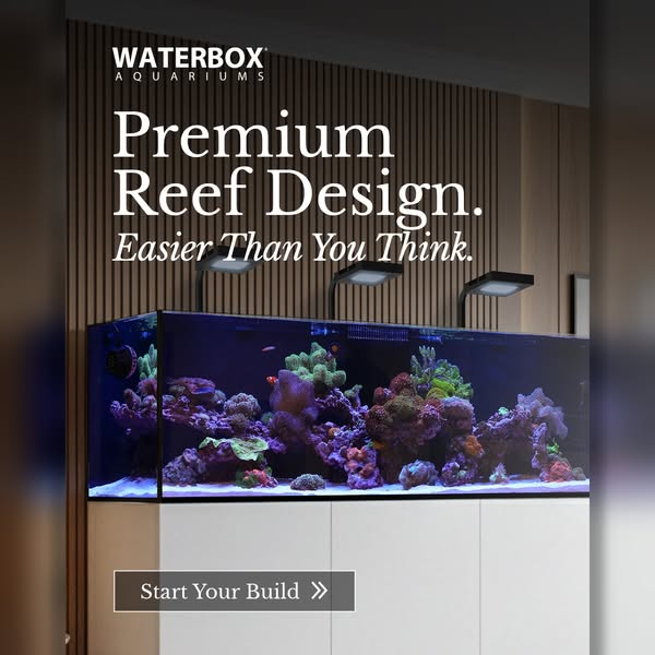 Rimless Waterbox reef aquarium with corals under three lights on a white cabinet in front of a wood slat wall