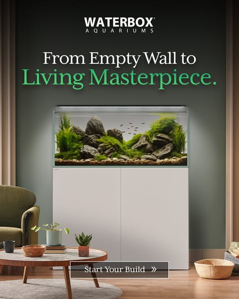 Rimless Waterbox aquarium with rocks, plants and small fish on white cabinet in a living room with green walls