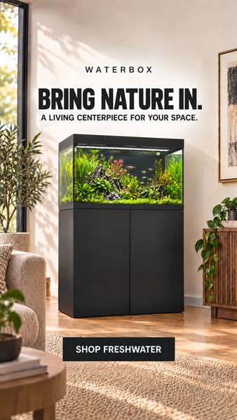 Black Waterbox planted freshwater aquarium on a cabinet in a sunlit living room with plants, sofa and wooden furniture