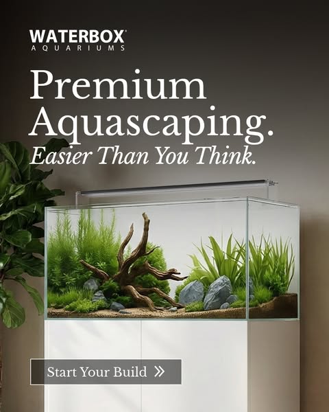 Rimless Waterbox aquarium with driftwood, grey stones and green plants on a white cabinet against a dark grey wall