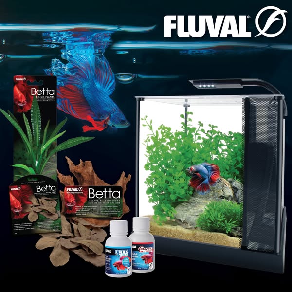 Fluval betta aquarium kit with live betta, surrounded by betta plants, almond leaves, driftwood and water conditioner bottles