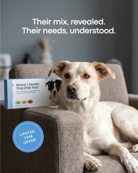 Cream mixed-breed dog lying on a grey armchair beside a Basepaws Breed + Health Dog DNA Test box and limited time badge