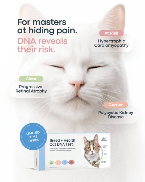White cat with eyes closed surrounded by DNA health result labels, with a Basepaws Cat DNA Test box and offer badge