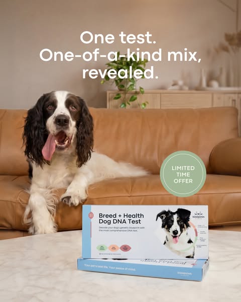 Happy black and white spaniel on a tan leather sofa with Basepaws Dog DNA Test boxes on a marble table and offer badge
