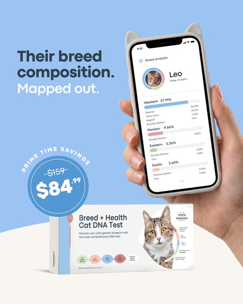 Hand holding a cat-ear phone showing a cat breed analysis, Basepaws Cat DNA Test box and $84.99 badge on blue