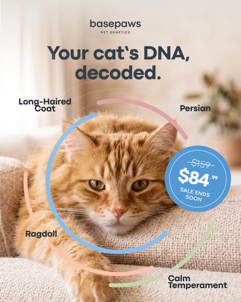 Fluffy ginger cat on a cream sofa inside pastel rings labelled Persian, Ragdoll and Calm Temperament, with $84.99 sale badge