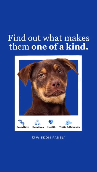 Wisdom Panel dog DNA test ad: frames a puppy portrait in a polaroid with four benefit icons