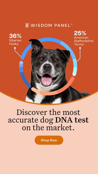Wisdom Panel dog DNA test ad: shows a Husky–Staffy mix result on a warm orange background