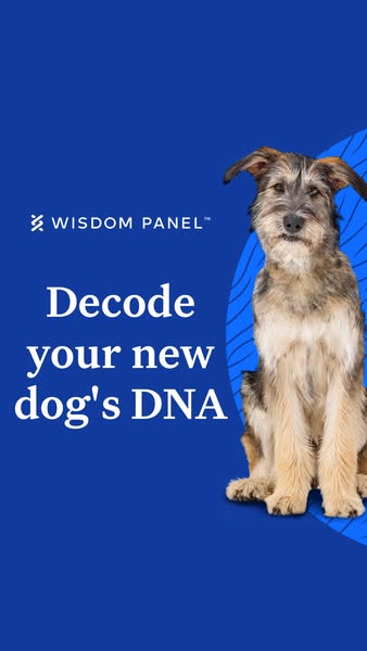 Wisdom Panel dog DNA test ad: pairs a scruffy rescue-style dog with a simple decode headline