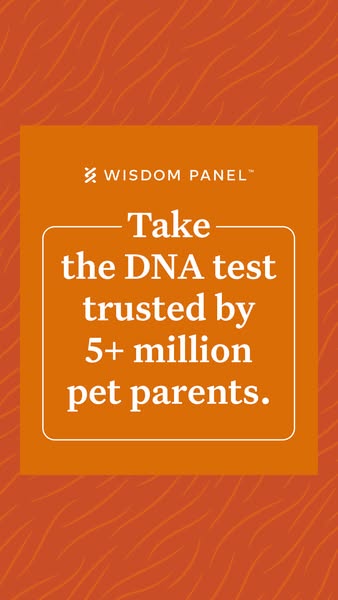 Wisdom Panel dog DNA test ad: turns the 5+ million customer claim into a text-only badge