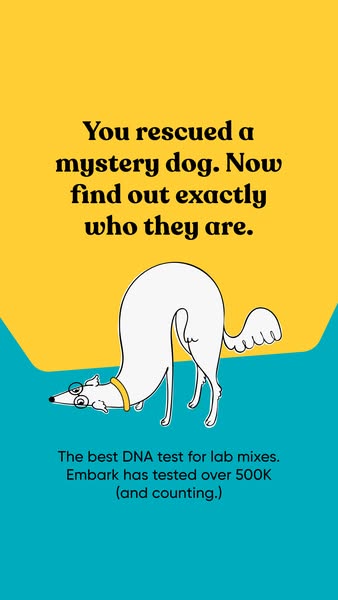 Illustrated white dog with glasses and a yellow collar bending over on a yellow and teal background with headline text