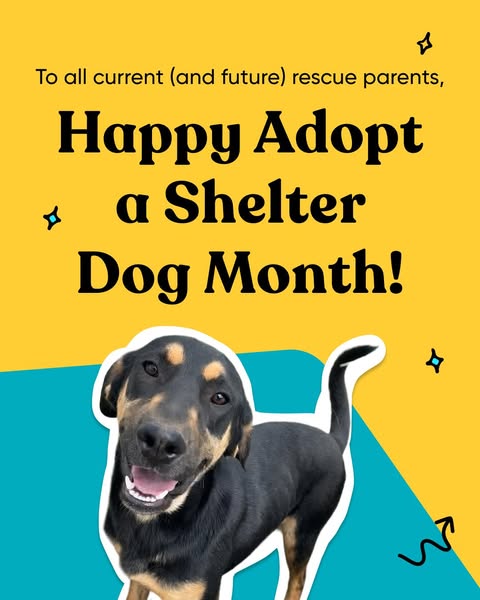 Smiling black and tan rescue dog cut out on a yellow and teal background with 'Happy Adopt a Shelter Dog Month!' text
