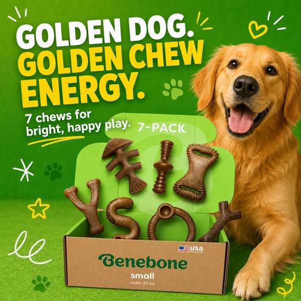 Smiling golden retriever next to an open Benebone box with seven brown chew toys on a bright green background with doodles