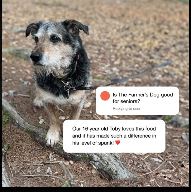 Senior terrier mix on a leash on a forest trail with comment bubbles praising The Farmer's Dog for older dogs